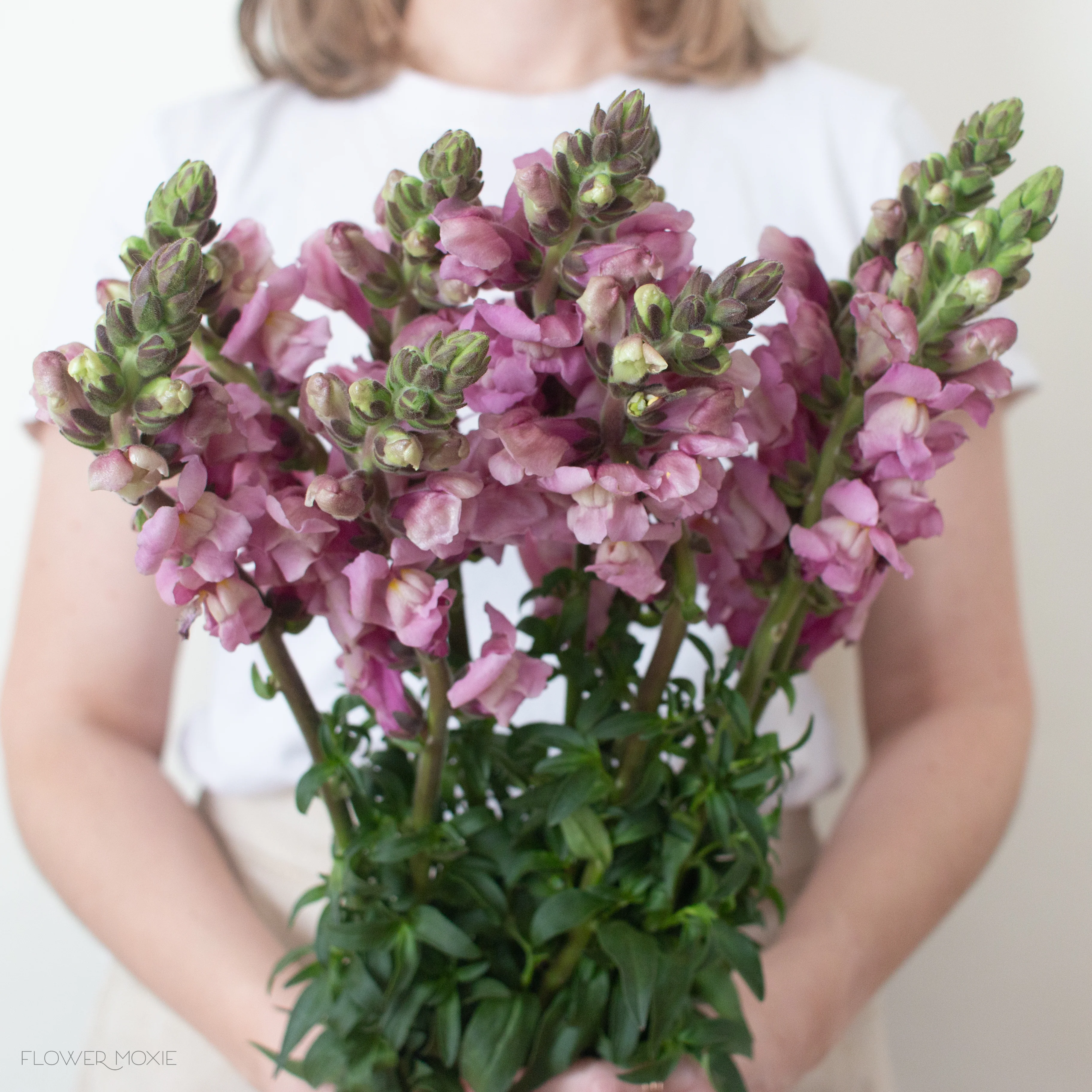 Mauve Lavender Snapdragon Flower - Image 9