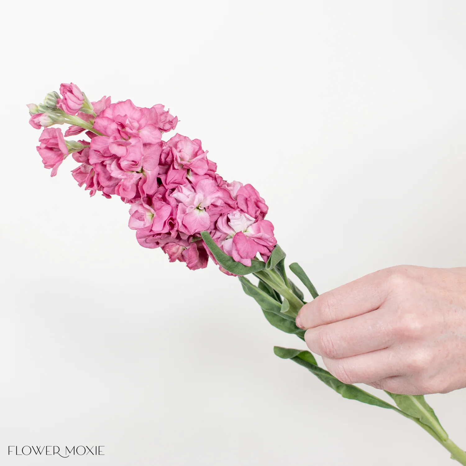 Mauve Stock Flower - Image 5