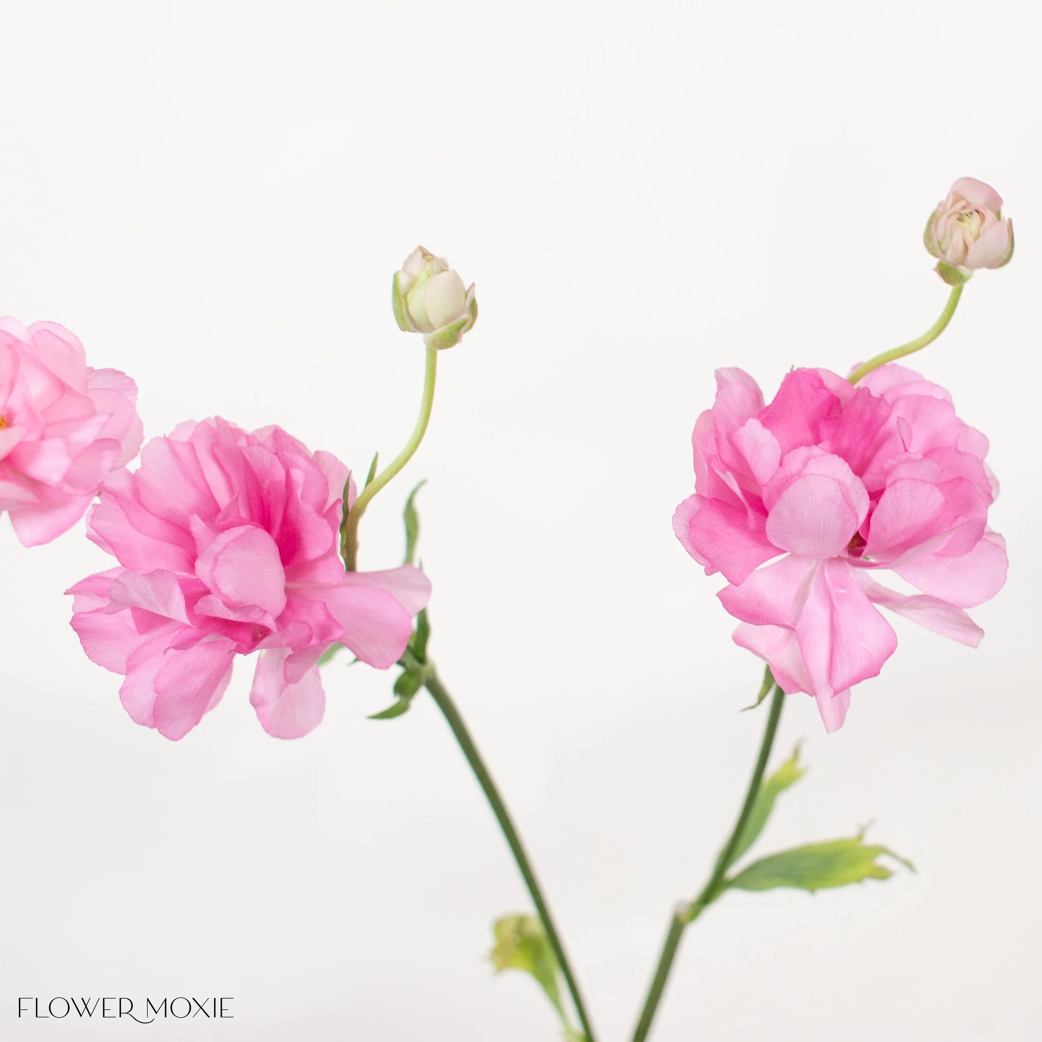 Medium Pink Butterfly Ranunculus - Image 2