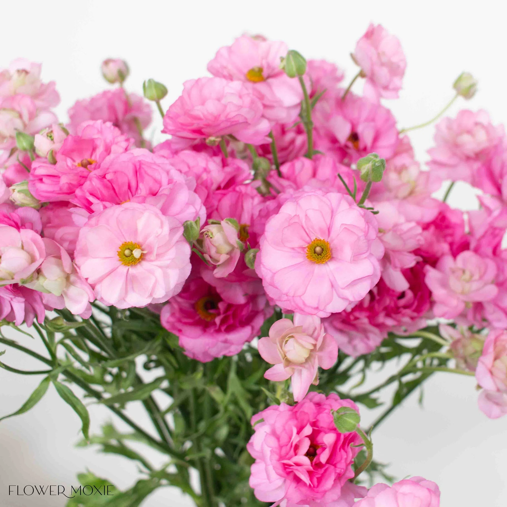Medium Pink Butterfly Ranunculus - Image 4