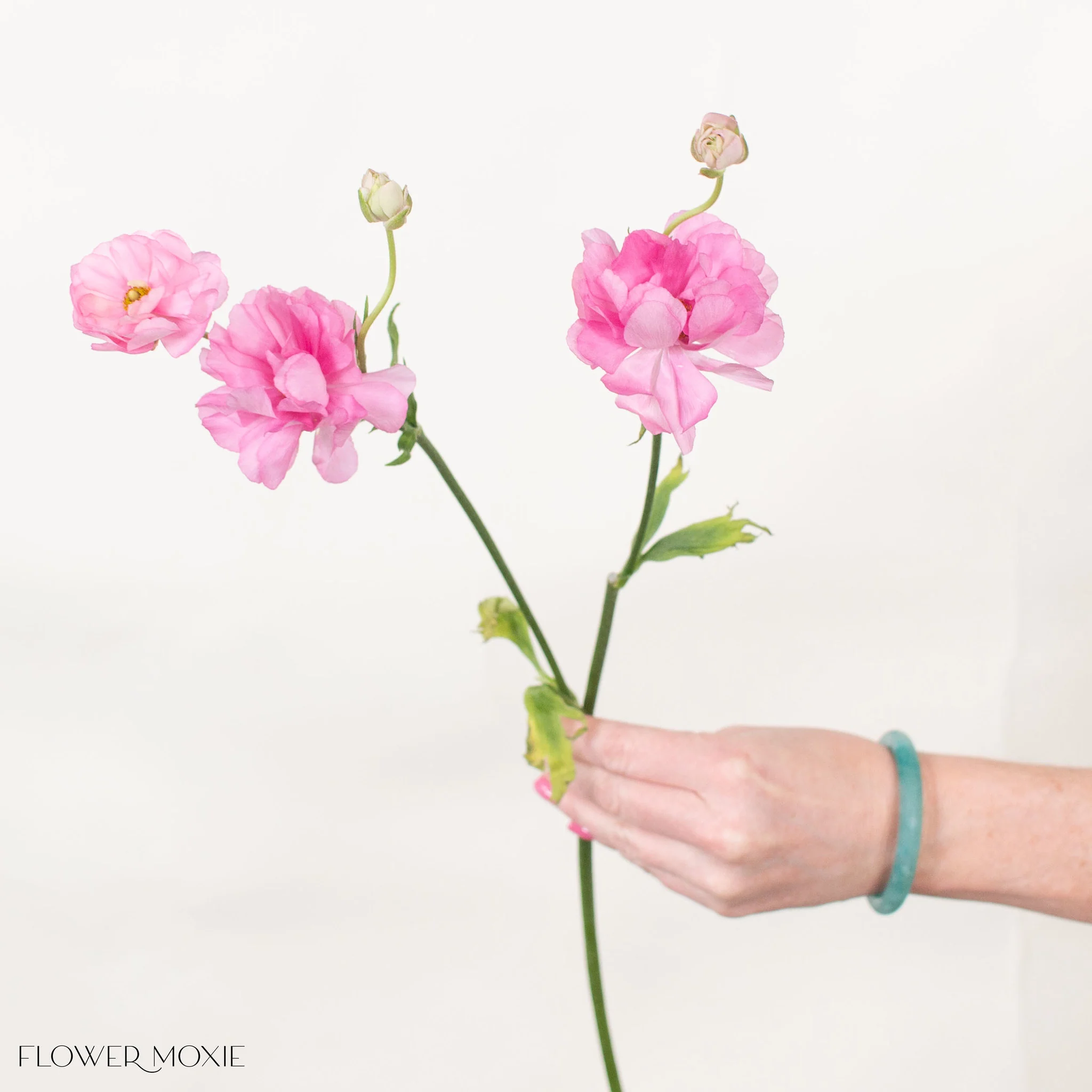 Medium Pink Butterfly Ranunculus - Image 5