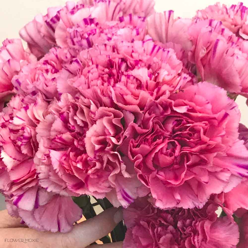 Medium Pink Carnation Flower - Image 6