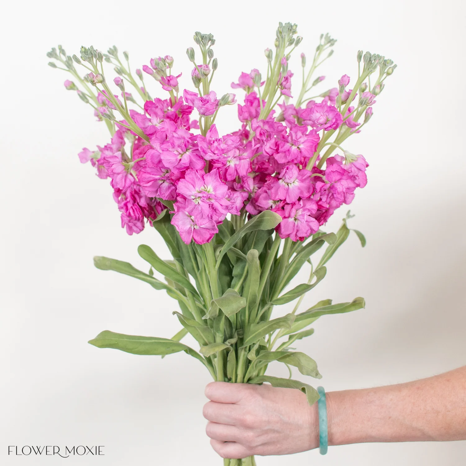 Medium Pink Stock Flower