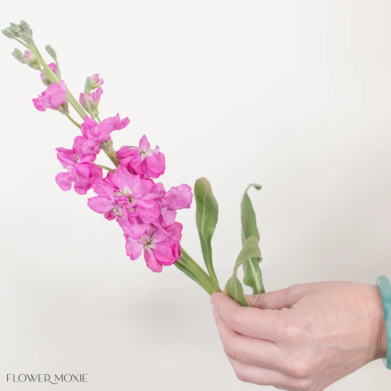 Medium Pink Stock Flower - Image 4
