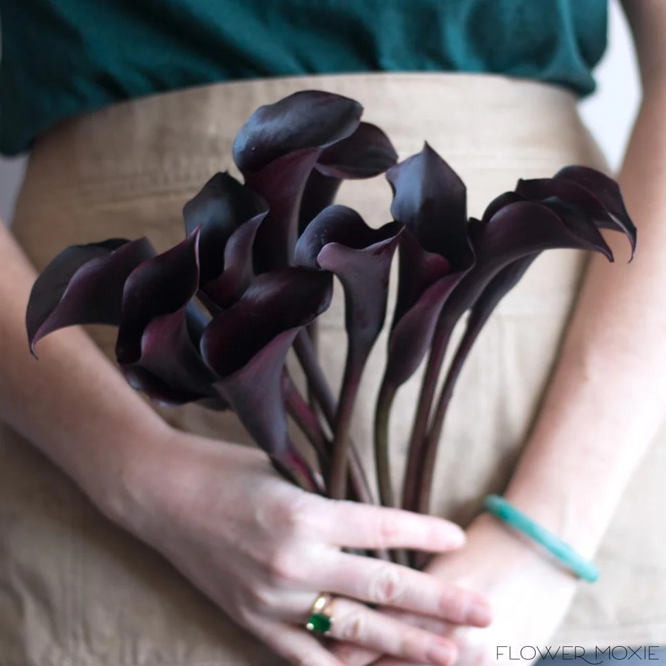Midnight Purple Mini Calla Lily Flower - Image 5