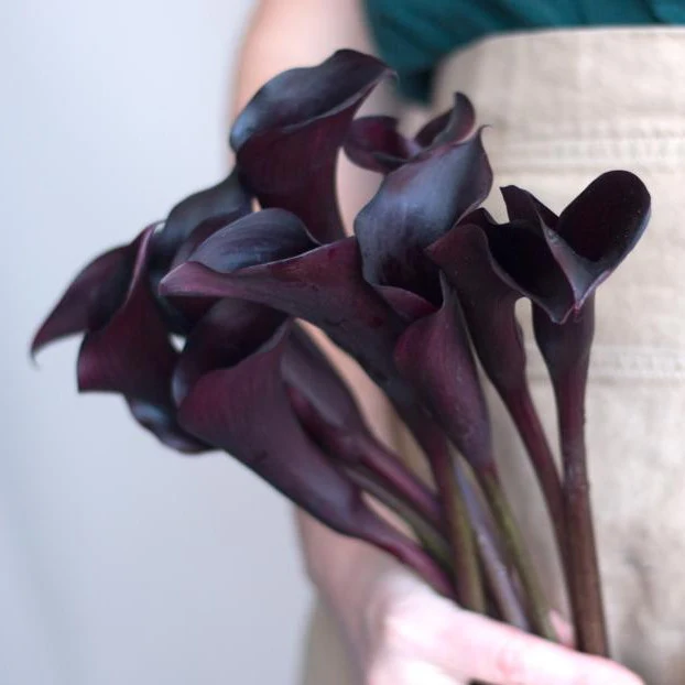 Midnight Purple Mini Calla Lily Flower - Image 7