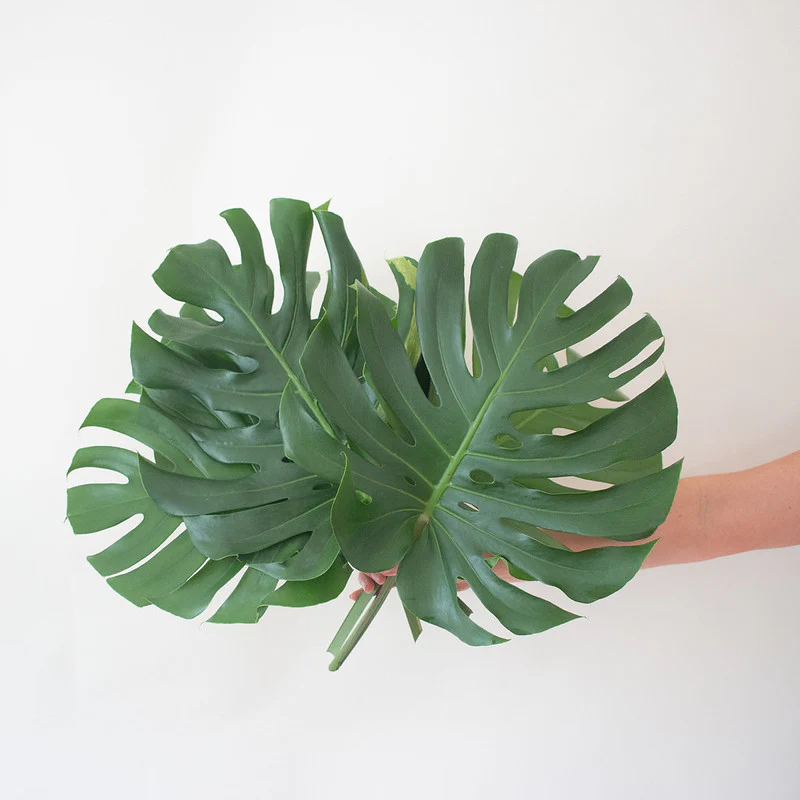 Monstera Leaves Greenery - Image 4