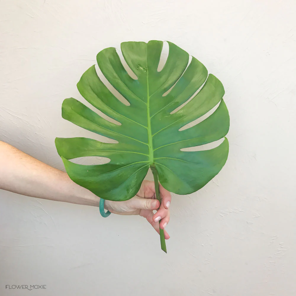 Monstera Leaves Greenery - Image 5