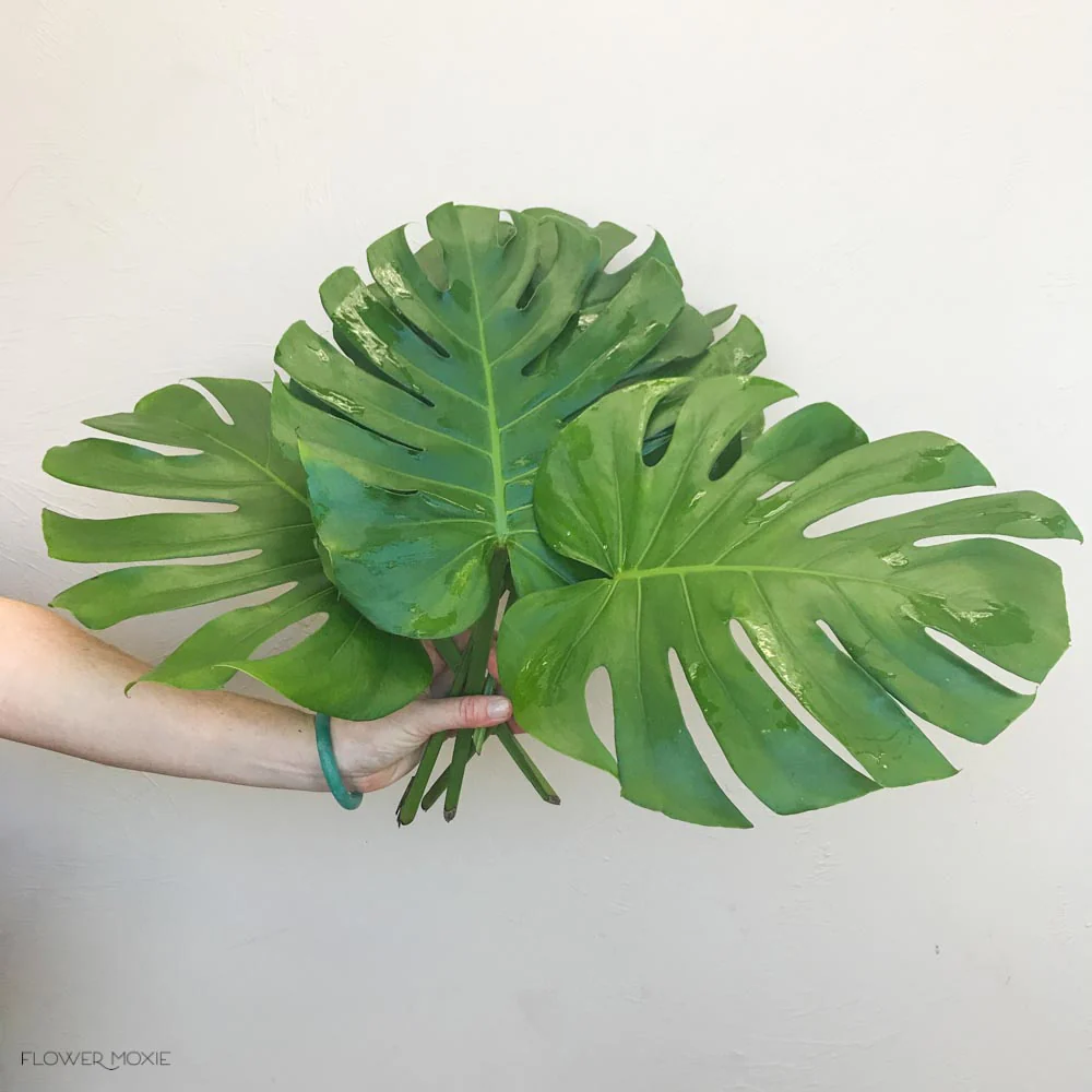 Monstera Leaves Greenery - Image 6