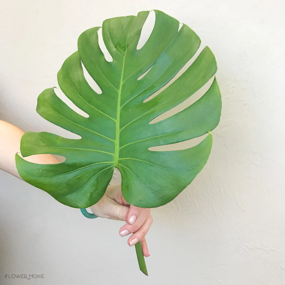 Monstera Leaves Greenery - Image 7