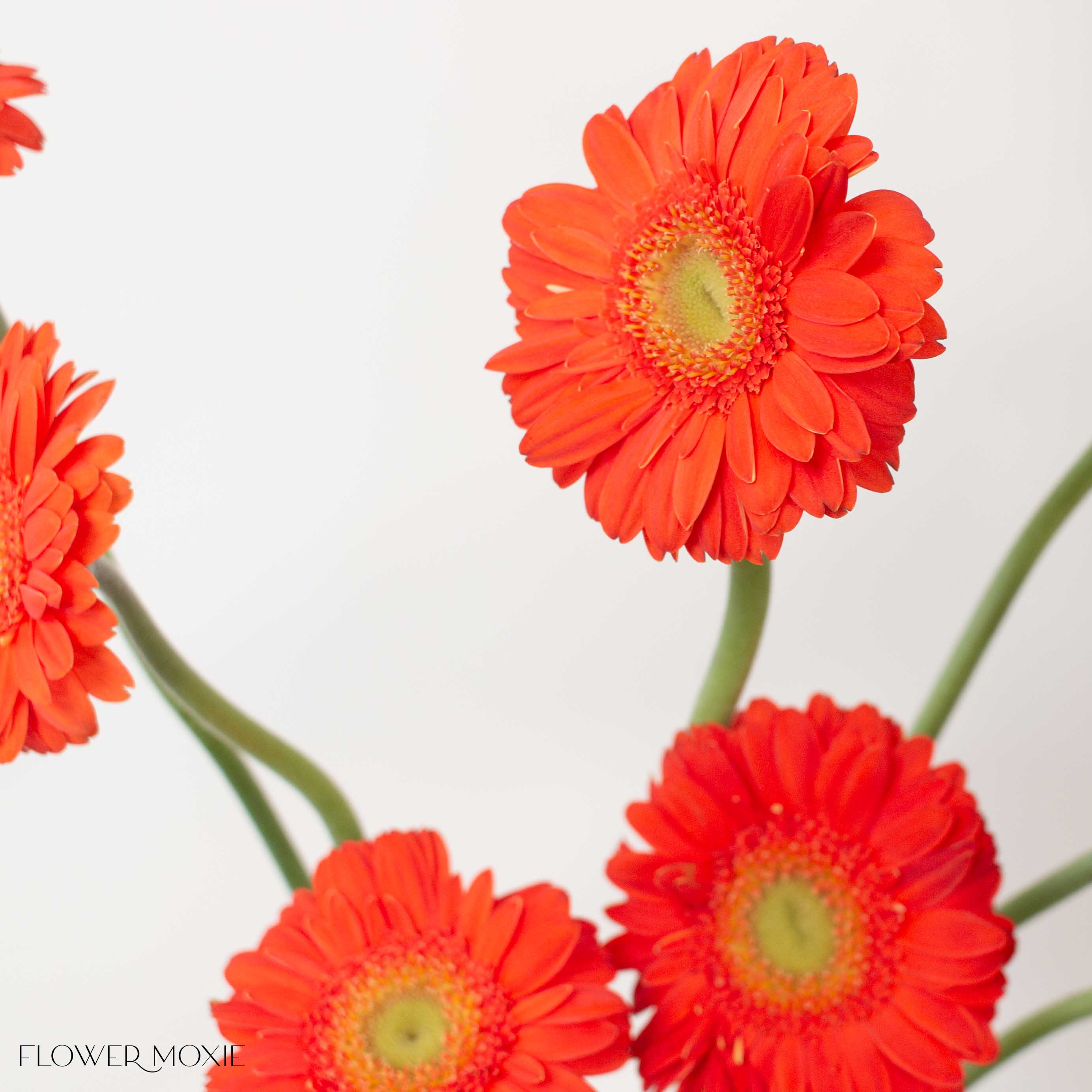 Orange Mini Gerbera Daisies - Image 2