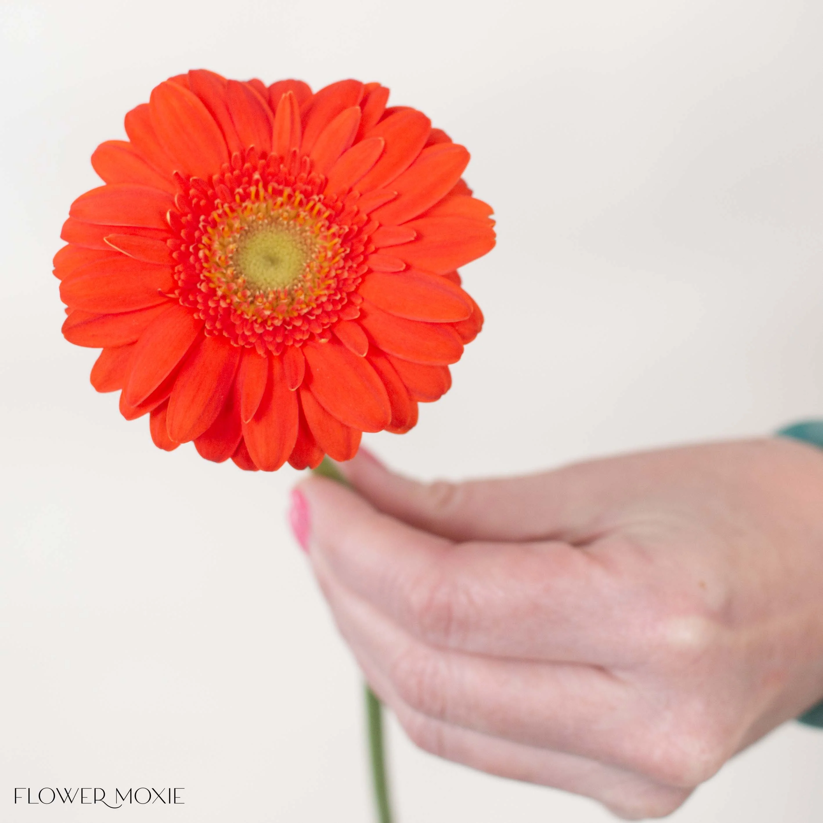 Orange Mini Gerbera Daisies - Image 3