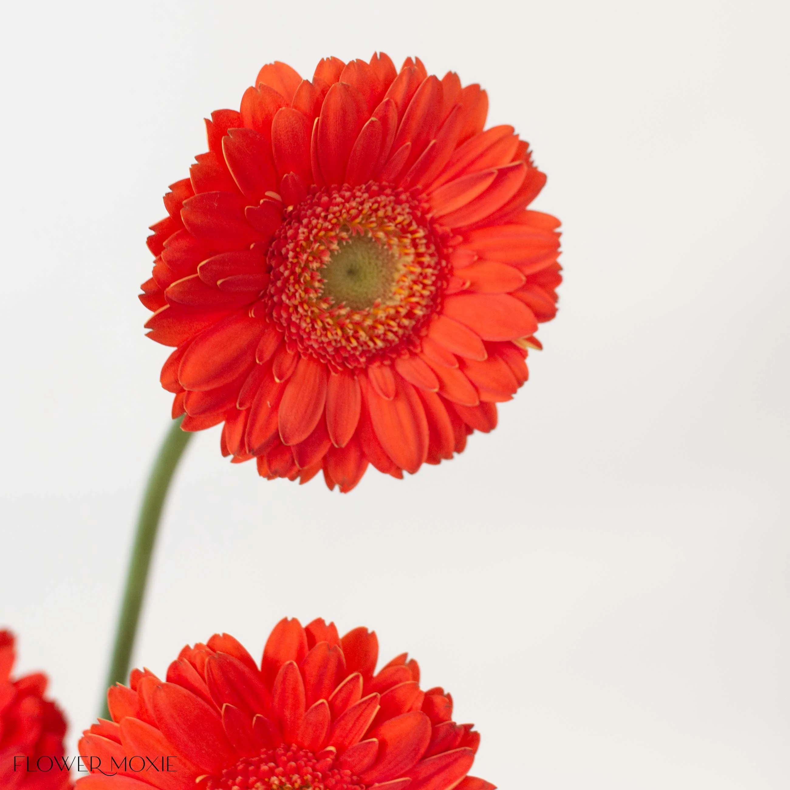 Orange Mini Gerbera Daisies - Image 4