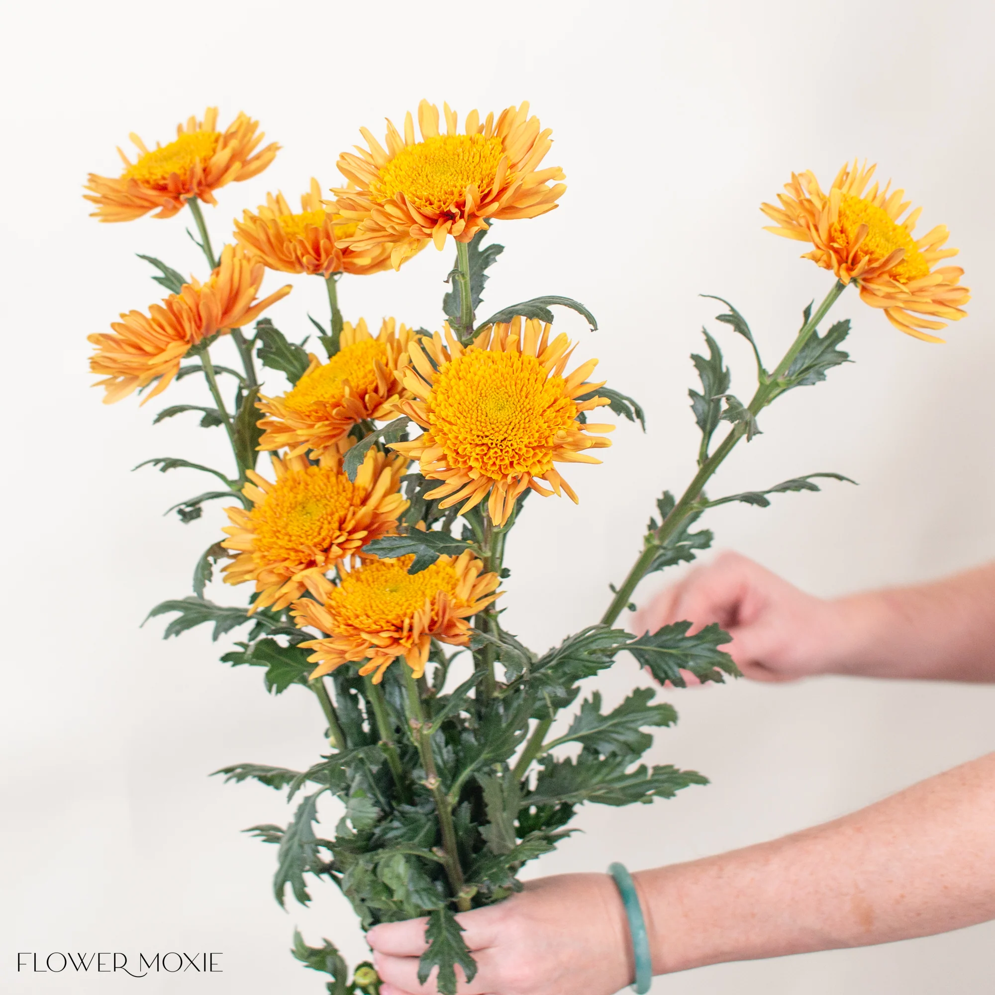 FALL ONLY - Mustard Anemone Mum Flower - Image 3