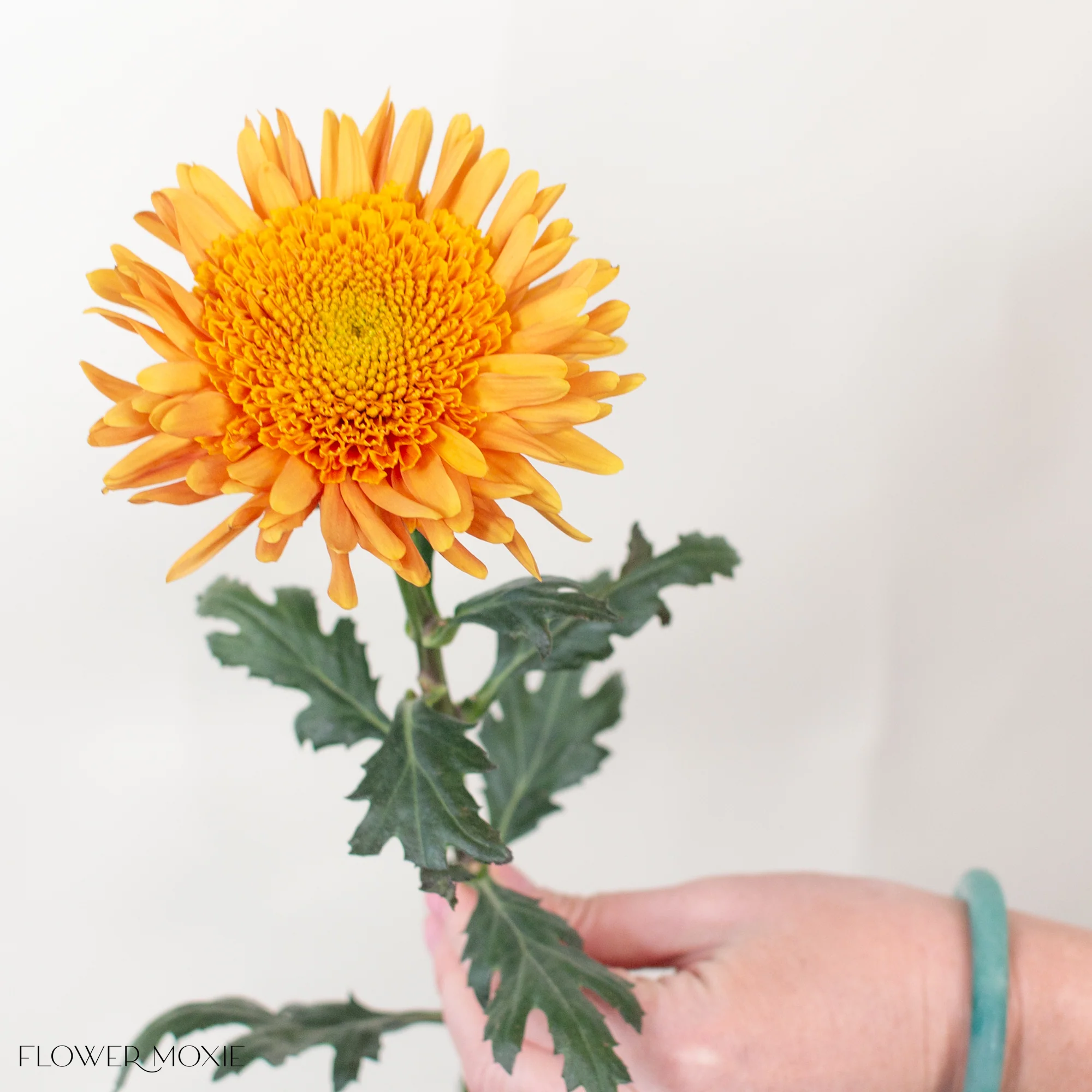 FALL ONLY - Mustard Anemone Mum Flower - Image 4