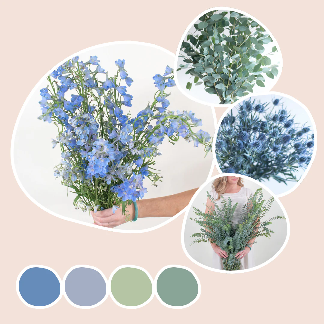 Blue Mixed Box – Eucalyptus Blend