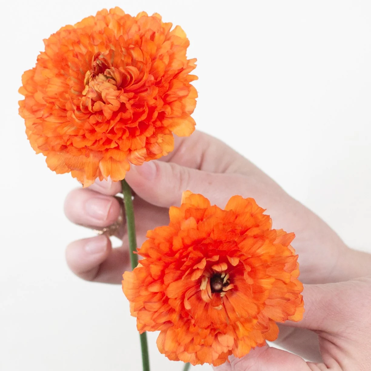 Build Your Own Ranunculus and Anemone Box (6 bunch minimum) - Image 10