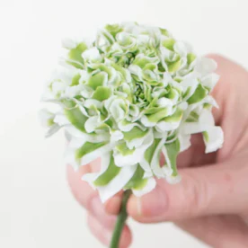 Build Your Own Ranunculus and Anemone Box (6 bunch minimum) - Image 11