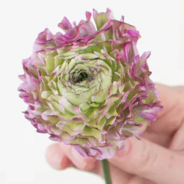 Build Your Own Ranunculus and Anemone Box (6 bunch minimum) - Image 14