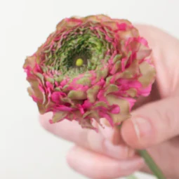Build Your Own Ranunculus and Anemone Box (6 bunch minimum) - Image 15