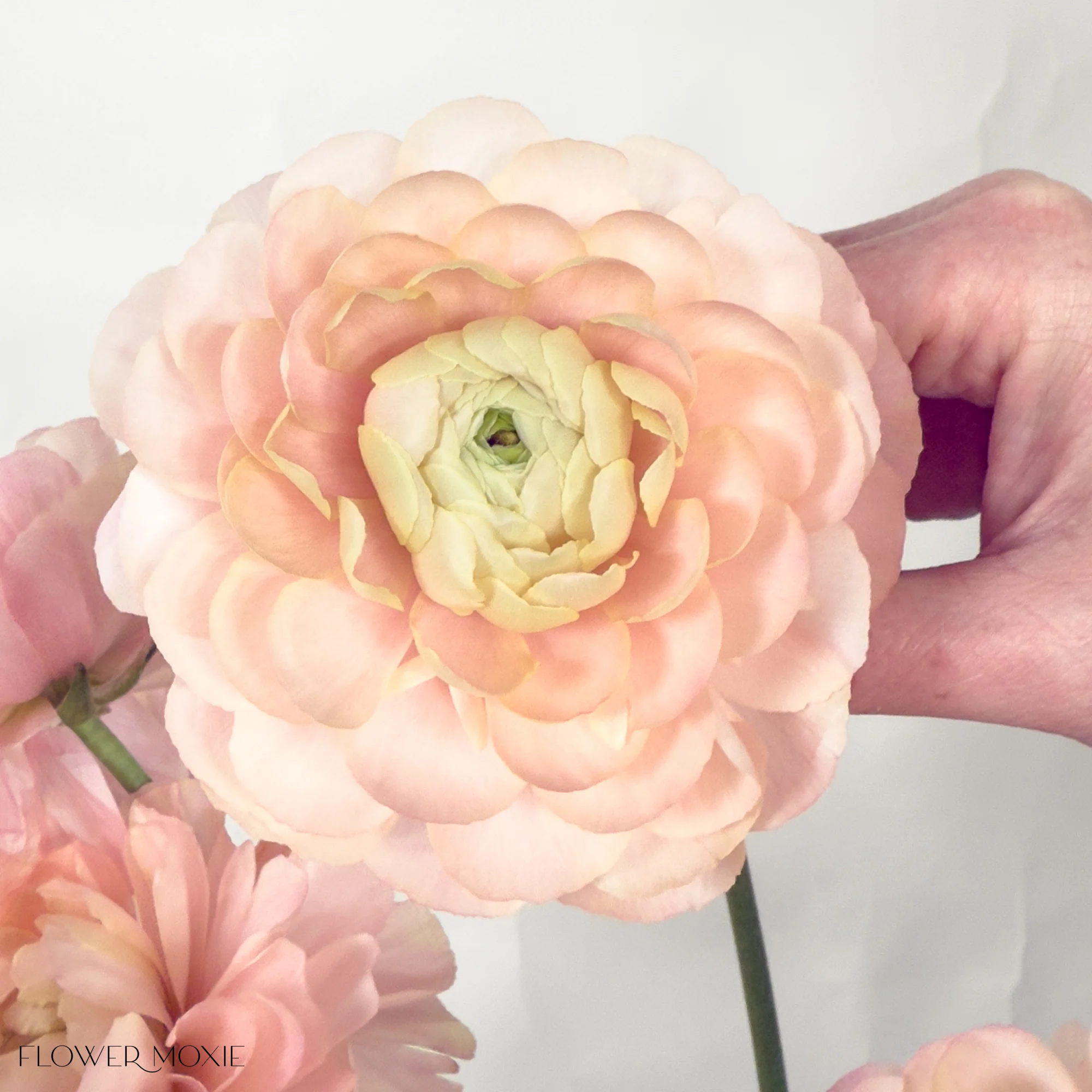 Build Your Own Ranunculus and Anemone Box (6 bunch minimum) - Image 16