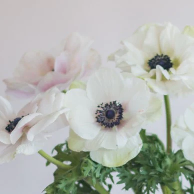 Build Your Own Ranunculus and Anemone Box (6 bunch minimum) - Image 19