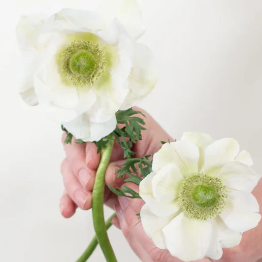 Build Your Own Ranunculus and Anemone Box (6 bunch minimum) - Image 20