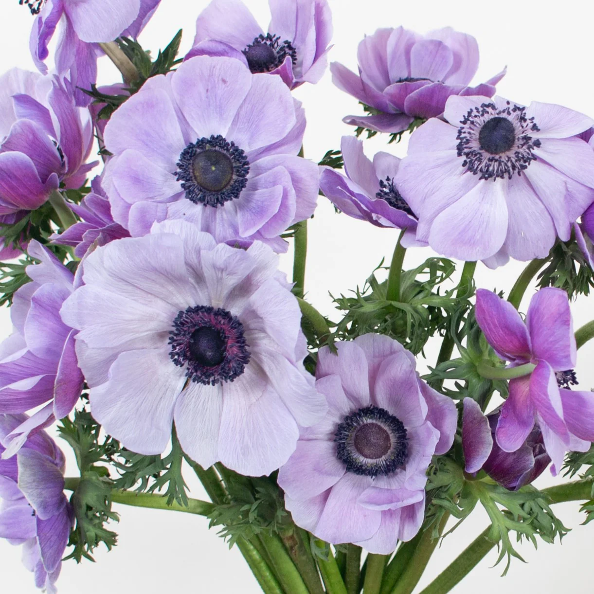 Build Your Own Ranunculus and Anemone Box (6 bunch minimum) - Image 21
