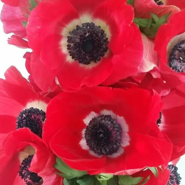 Build Your Own Ranunculus and Anemone Box (6 bunch minimum) - Image 22