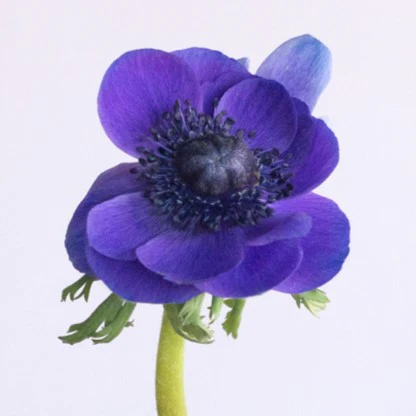 Build Your Own Ranunculus and Anemone Box (6 bunch minimum) - Image 24