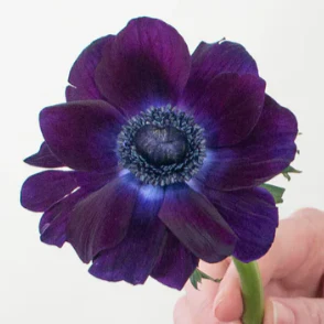 Build Your Own Ranunculus and Anemone Box (6 bunch minimum) - Image 25
