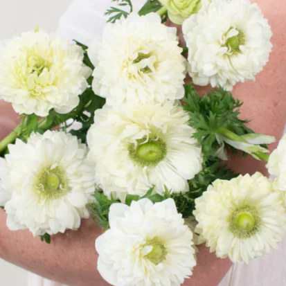 Build Your Own Ranunculus and Anemone Box (6 bunch minimum) - Image 26