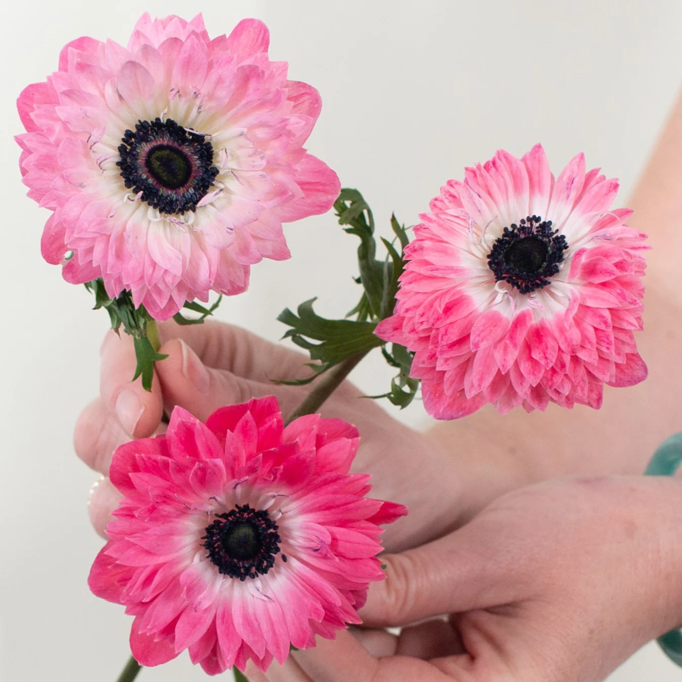 Build Your Own Ranunculus and Anemone Box (6 bunch minimum) - Image 28