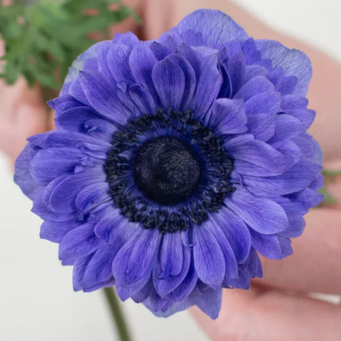 Build Your Own Ranunculus and Anemone Box (6 bunch minimum) - Image 29