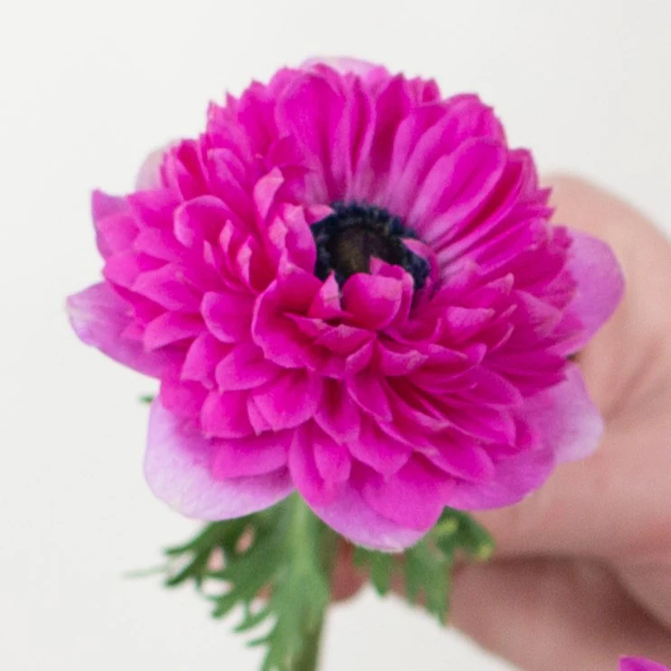 Build Your Own Ranunculus and Anemone Box (6 bunch minimum) - Image 30