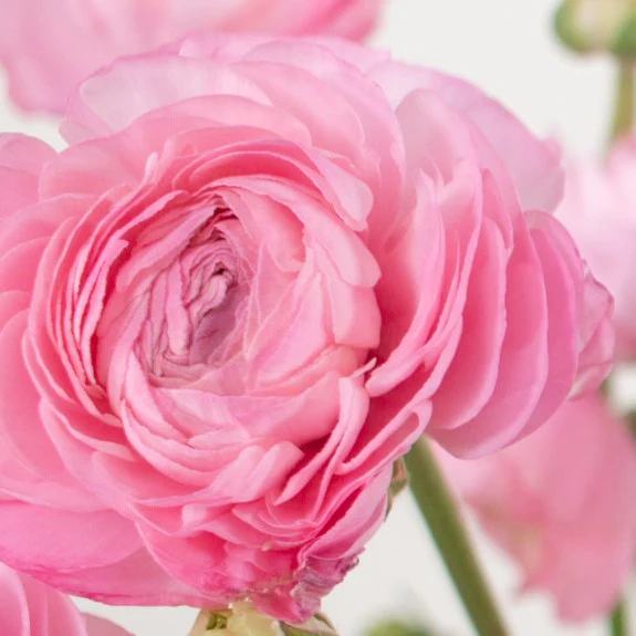 Build Your Own Ranunculus and Anemone Box (6 bunch minimum) - Image 31