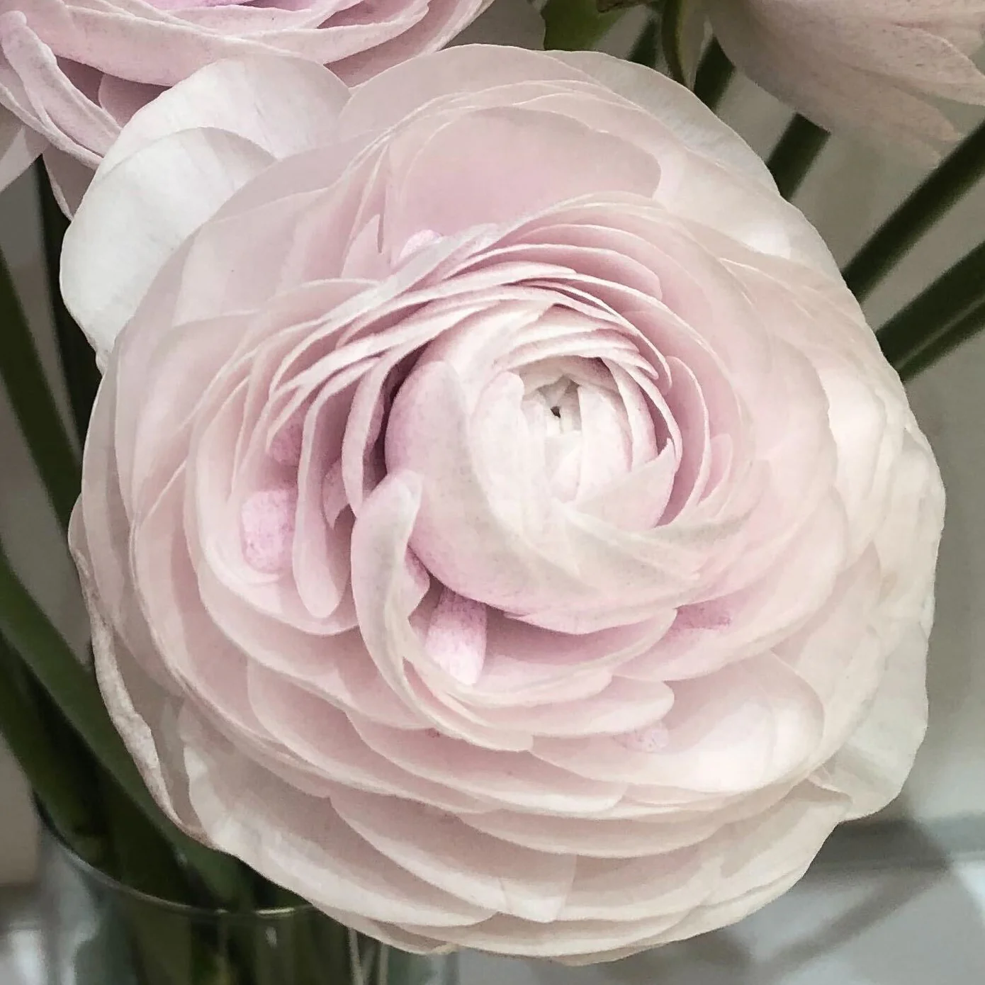 Build Your Own Ranunculus and Anemone Box (6 bunch minimum) - Image 32