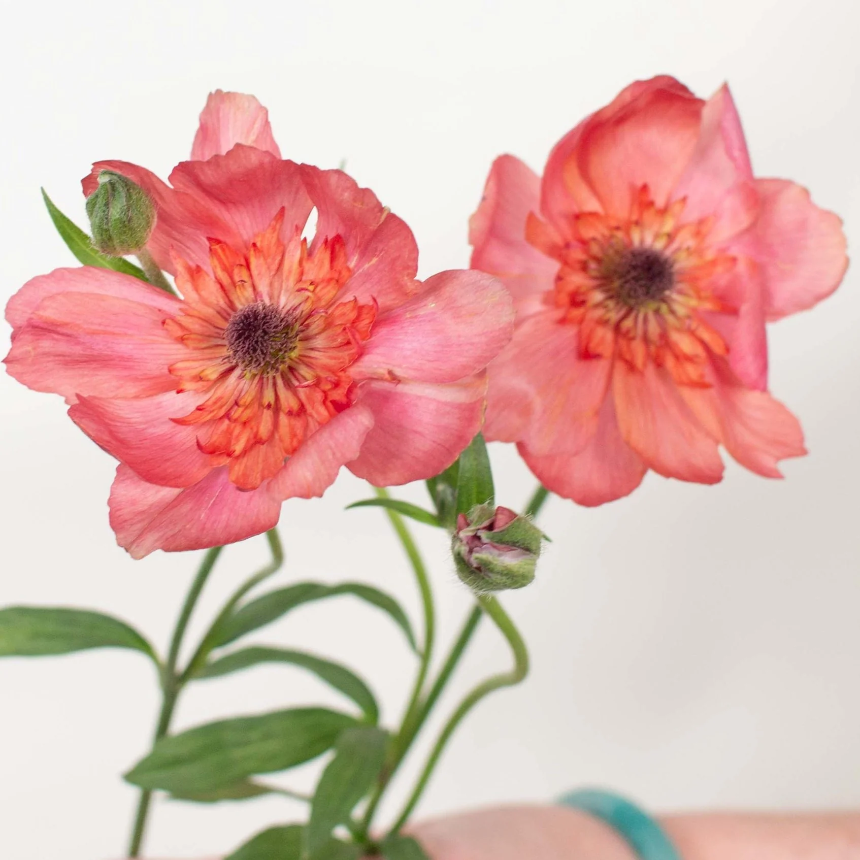 Build Your Own Ranunculus and Anemone Box (6 bunch minimum) - Image 33