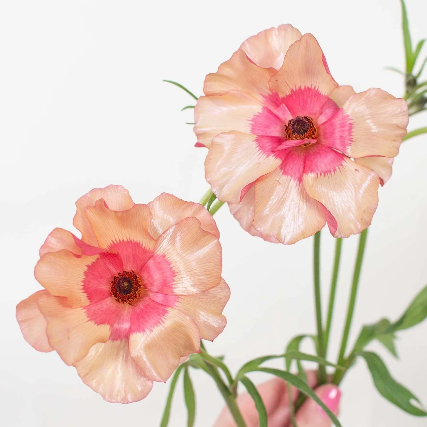 Build Your Own Ranunculus and Anemone Box (6 bunch minimum) - Image 34