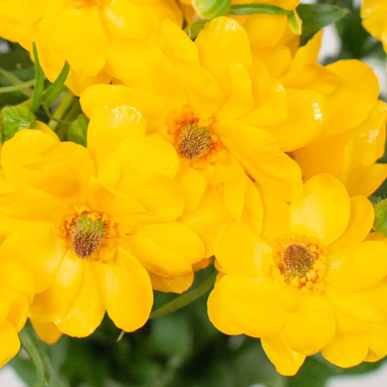 Build Your Own Ranunculus and Anemone Box (6 bunch minimum) - Image 35