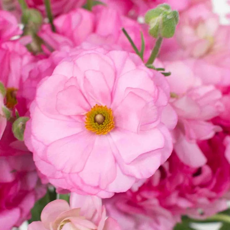 Build Your Own Ranunculus and Anemone Box (6 bunch minimum) - Image 36