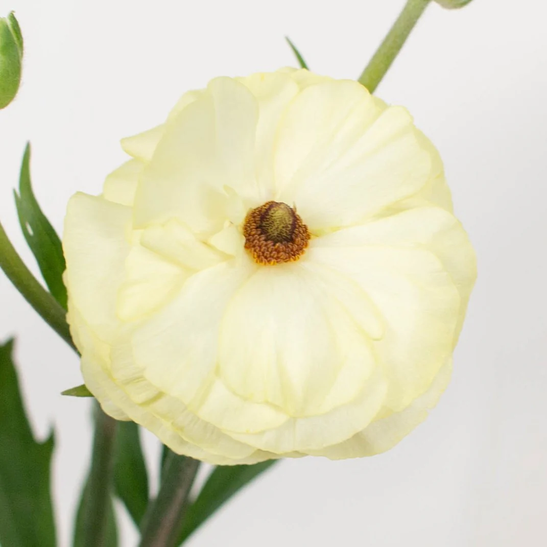 Build Your Own Ranunculus and Anemone Box (6 bunch minimum) - Image 37