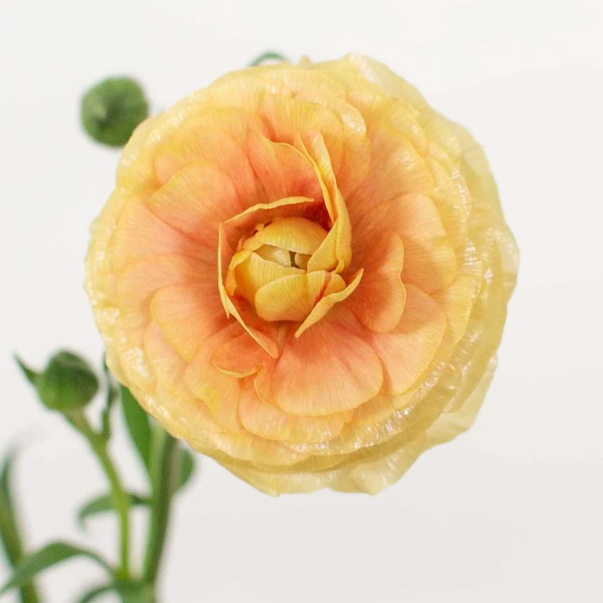 Build Your Own Ranunculus and Anemone Box (6 bunch minimum) - Image 38
