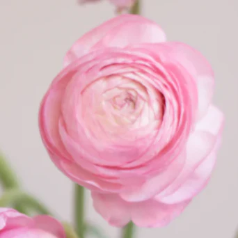 Build Your Own Ranunculus and Anemone Box (6 bunch minimum) - Image 4