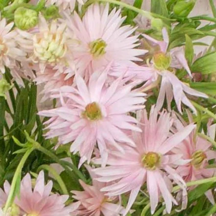 Build Your Own Ranunculus and Anemone Box (6 bunch minimum) - Image 40