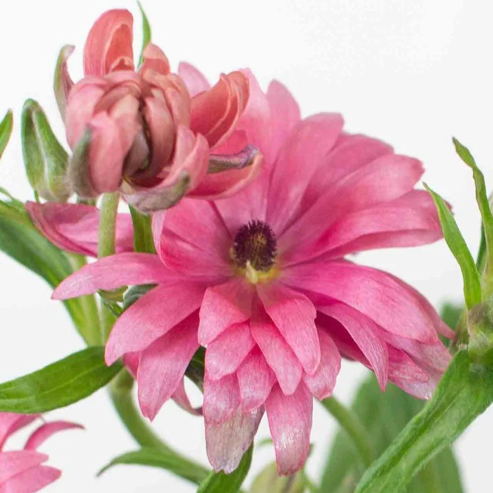 Build Your Own Ranunculus and Anemone Box (6 bunch minimum) - Image 41