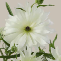 Build Your Own Ranunculus and Anemone Box (6 bunch minimum) - Image 42