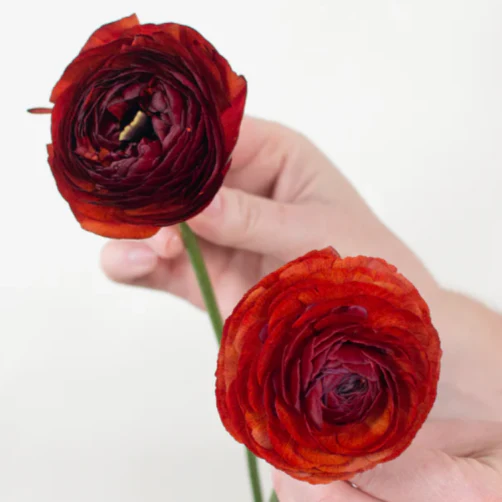 Build Your Own Ranunculus and Anemone Box (6 bunch minimum) - Image 9