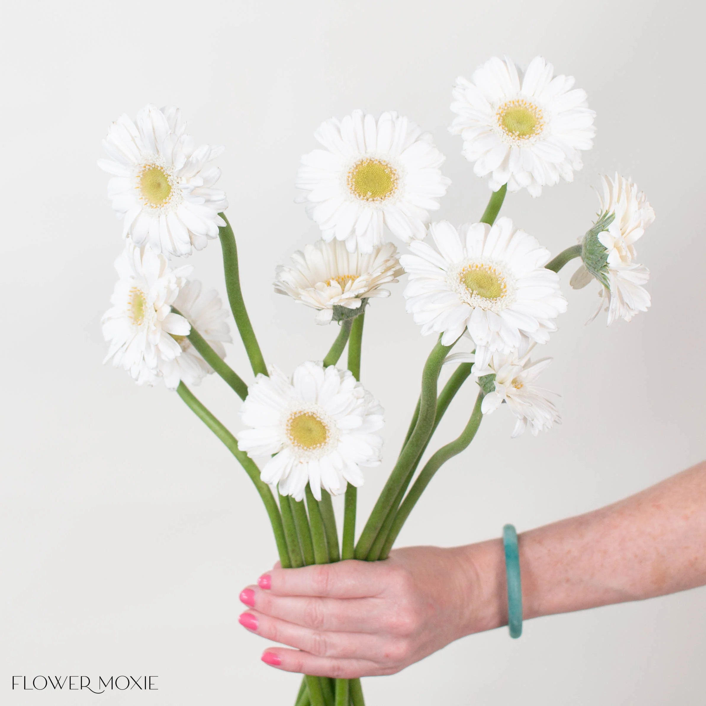 White Mini Gerbera Daisies – Green Center - Image 2