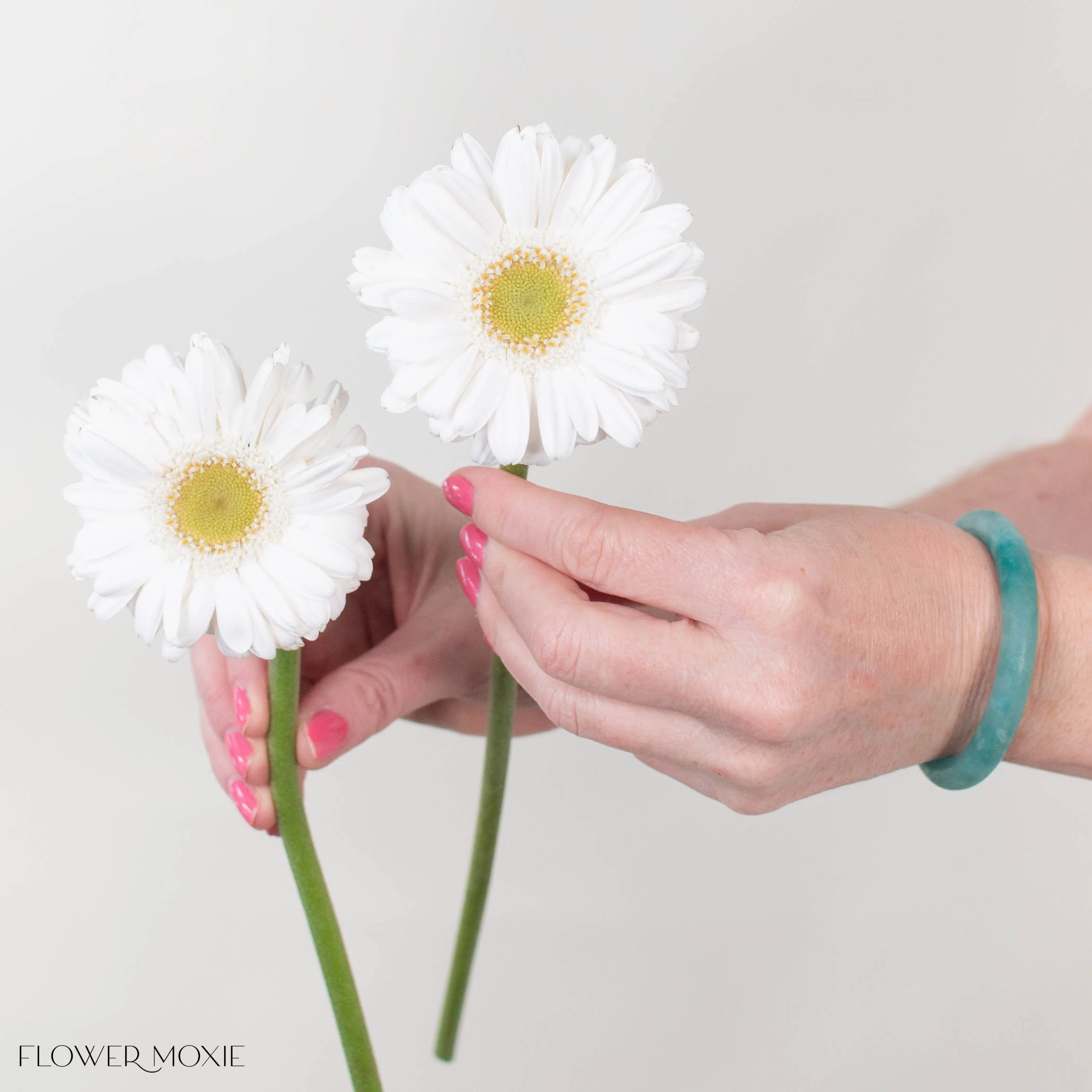 White Mini Gerbera Daisies – Green Center - Image 3